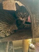 Chill Paws  250 MG FULL SPECTRUM CBD OIL FOR CATS Review