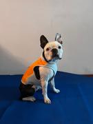 La Tienda de Frida & Chelsee Chaleco Enfriamiento Perros Jet Stream Naranja Ruffwear Review