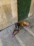 La Tienda de Frida & Chelsee Sport PAWks Super Cyan - Calcetines / Botas para Perros (4 Calcetines) (descontinuado) Review