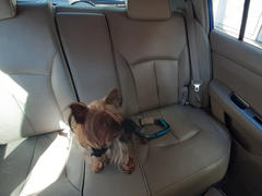 La Tienda de Frida & Chelsee Cinturón De Giratorio de Seguridad Para Perros para el Auto - Kurgo® Direct to Seat belt Swivel Tether Review
