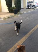 La Tienda de Frida & Chelsee Correa de Cuerda Ajustable para Perros Ascender de Kurgo Review