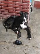 La Tienda de Frida & Chelsee Correa de Cuerda Ajustable para Perros Ascender de Kurgo Review