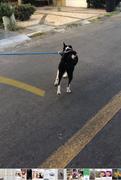 La Tienda de Frida & Chelsee Correa de Cuerda Ajustable para Perros Ascender de Kurgo Review