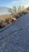La Tienda de Frida & Chelsee 2 en 1 Abrigo Overcoat con Pechera Integrada en Purpura de Ruffwear Review