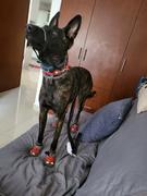 La Tienda de Frida & Chelsee Collar para Perros Modelo Front Range® Collar Rojo (Red Sumac) de Ruffwear Review