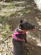 La Tienda de Frida & Chelsee Pechera Para Perro Front Range Harness® Rojo (Red Sumac) de Ruffwear Review