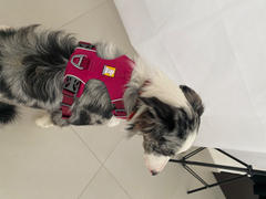 La Tienda de Frida & Chelsee Pechera Para Perro Front Range Harness® Rosa Magenta (Hibiscus) Ruffwear Review
