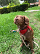 La Tienda de Frida & Chelsee Collar para Perros Modelo WEB Reaction Atardecer (Sunset) - Ruffwear Review