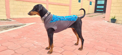 La Tienda de Frida & Chelsee Pullover Climate Changer® en Azul Glaciar Suéter para Perros de Ruffwear® Review