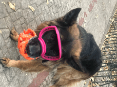 La Tienda de Frida & Chelsee V2 Micas de Repuesto para Goggles V2 Grandes / Lentes de Protección Para Perros Rex Specs® Review