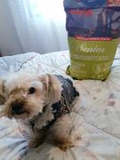 La Tienda de Frida & Chelsee Croquetas Orijen Senior para Perros Viejitos Review