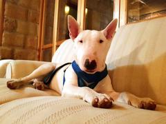 La Tienda de Frida & Chelsee Pechera Azul para Perro de Aventura - Go-Tech Adventure Harness de Kurgo® Review