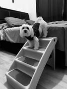 La Tienda de Frida & Chelsee Escalera para Perros PupSTEP Plus Standard Pet Stairs de Solvit Review