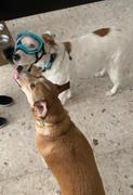 La Tienda de Frida & Chelsee V2 Goggles Rex Specs - Lentes Para Perros Chicos de 4.5 a 12 kg Review