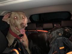 La Tienda de Frida & Chelsee Barrera para Perros para Asiento Trasero - Backseat Barrier de Kurgo® Review