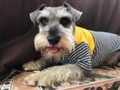 La Tienda de Frida & Chelsee Camiseta Ligera para Perros en Amarillo con Rallas 100% Algodón - Ropa para Perros Review