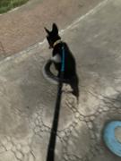 La Tienda de Frida & Chelsee Correa Reflejante 6 en 1 Para Perros - Quantum Leash Azul KURGO Review