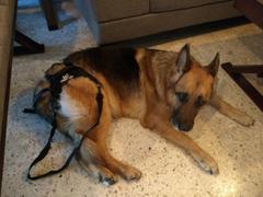 La Tienda de Frida & Chelsee Arnes para Soporte trasero Para Perro Walkin' Lift Rear Harness: de Walkin' Pets Review
