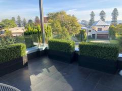 Vertical Gardens Direct Artificial Natural Buxus Freestanding Hedge 1m x 55cm x 30cm UV Stabilised Review