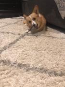 Jack&Pup Odor Free Bully Sticks - 6 Standard Review