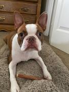 Jack&Pup Odor Free Bully Sticks - 6 Standard Review