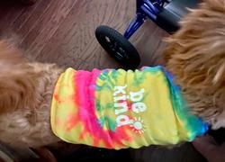 sunshinesisters Be Kind Dog Tanks Review