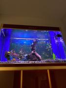AquaDreamUSA Aqua Dream 135 Gallon Tempered Glass Aquarium Black With Gold Review