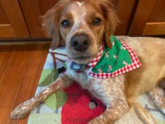 Three Wags The Very Brittany Christmas Dog Bandana Review