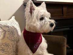Three Wags Camden Wool Dog Bandana Review