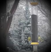 More Birds Droll Yankees® New Generation® Yellow Thistle Finch Feeder, 3.5 lb. capacity, 36 in. Review
