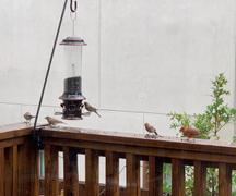 More Birds More Birds® 13 in. Steel Deck Hook for Bird Feeders, Plants & Wind Chimes Review