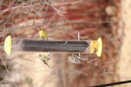 More Birds More Birds® Yellow Topsy Tails Finch Tube Bird Feeder, 1.5 lb. capacity Review