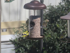 More Birds More Birds® Prairie Sunflower Tube Bird Feeder, 1.7 lb. capacity Review