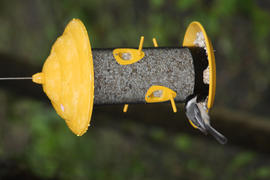 More Birds More Birds® Yellow Sedona Sunflower Screen Bird Feeder, 2.8 lb. capacity Review