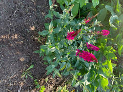 Proven Winners Direct 'Miss Molly' Butterfly Bush (Buddleia) Review