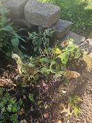 Proven Winners Direct Pugster White® Butterfly Bush (Buddleia) Review