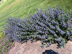 Proven Winners Direct Beyond Midnight® Bluebeard (Caryopteris) Review
