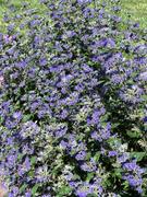 Proven Winners Direct Beyond Midnight® Bluebeard (Caryopteris) Review