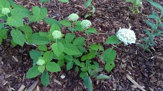 Proven Winners Direct Incrediball® Smooth Hydrangea (Arborescens) Review