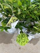 Proven Winners Direct Little Lime® Hardy Hydrangea (Paniculata) Review