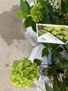 Proven Winners Direct Little Lime® Hardy Hydrangea (Paniculata) Review