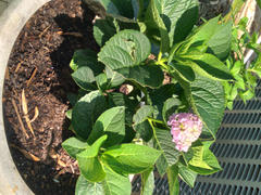 Proven Winners Direct Let's Dance® Blue Jangles® Reblooming Hydrangea (Macrophylla) Review