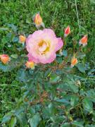 Proven Winners Direct Oso Easy Italian Ice® Landscape Rose (Rosa) Review