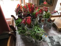 Proven Winners Direct Heart to Heart™ 'Fast Flash' (Caladium) Review