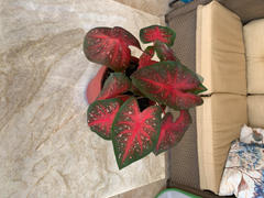 Proven Winners Direct Heart to Heart™ 'Fast Flash' (Caladium) Review