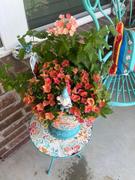 Proven Winners Direct Superbells® Tropical Sunrise (Calibrachoa) Review