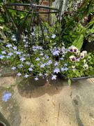 Proven Winners Direct Laguna® Sky Blue (Lobelia) - New Proven Winners® Variety 2023 Review