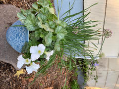 Proven Winners Direct Dolce® 'Spearmint' Coral Bells (Heuchera) Review