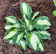 Proven Winners Direct Shadowland® Hudson Bay (Hosta) Review