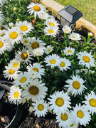 Proven Winners Direct Amazing Daisies® 'Daisy May' Shasta Daisy (Leucanthemum) Review